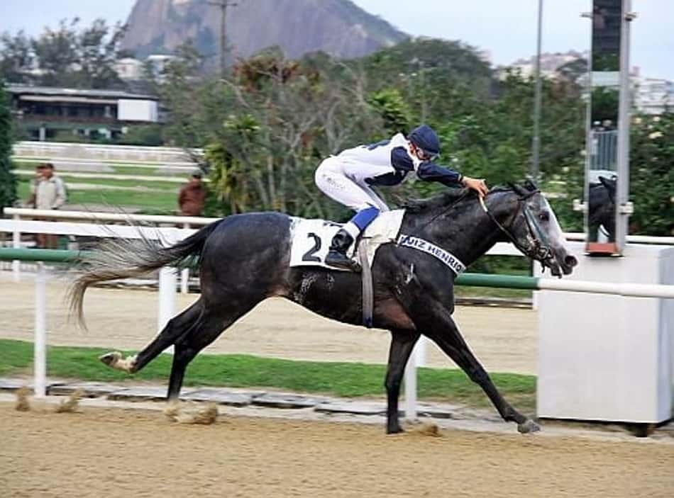 Oito páreos agitam o Hipódromo da Gávea