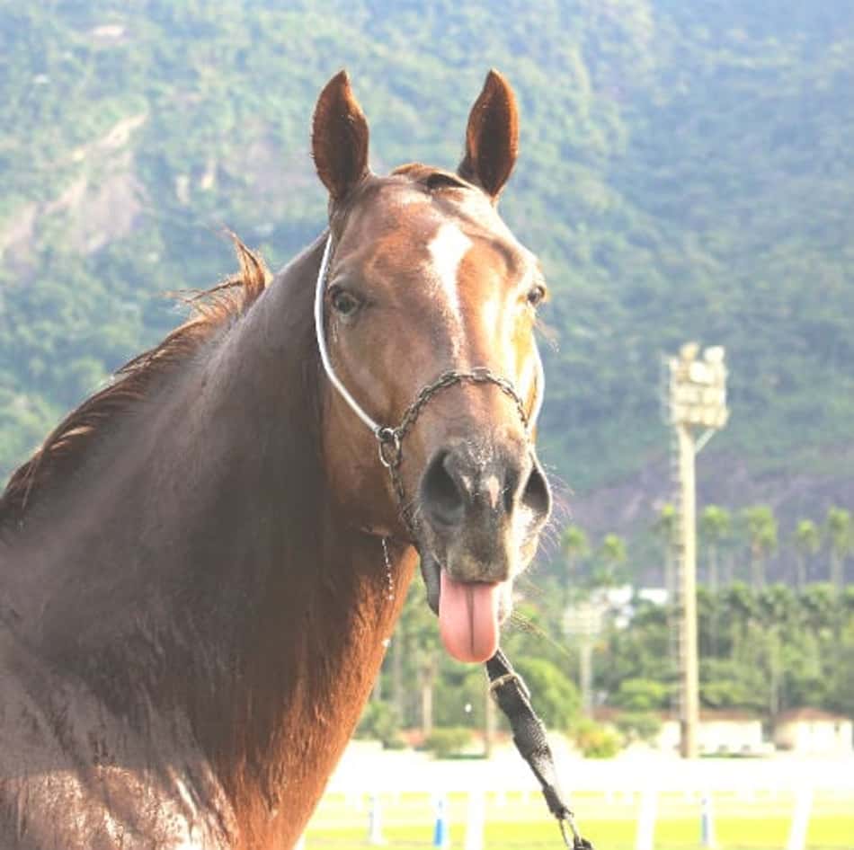 Dos 30 estreantes na semana, quatro prometem lenha