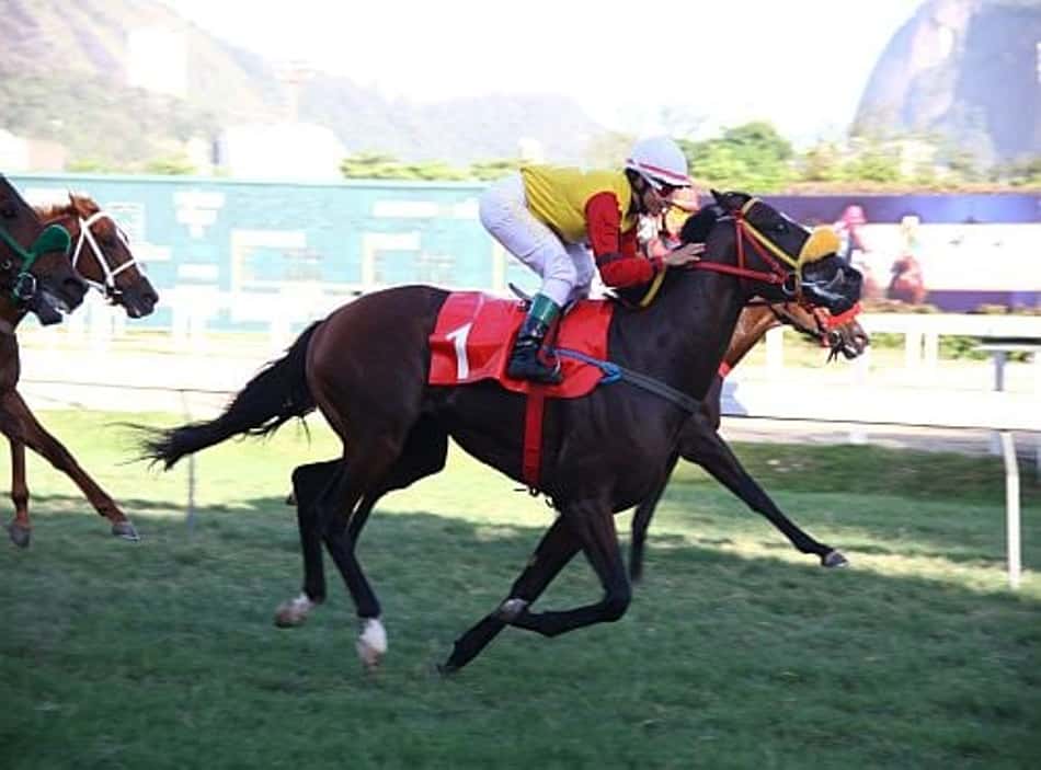 Onze páreos movimentam o Hipódromo da Gávea