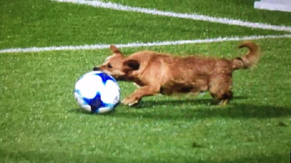 Cachorro que invadiu gramado do duelo San Lorenzo x Arsenal Sarandí