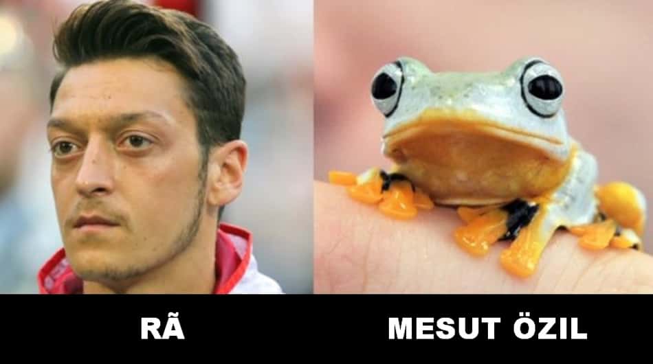 16 jogadores muito parecidos com animais