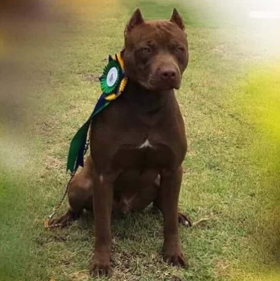 Ousado - Pit Bull do Felipe Melo