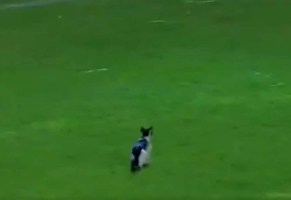 Libertadores mantém "tradição" e animal invade gramado