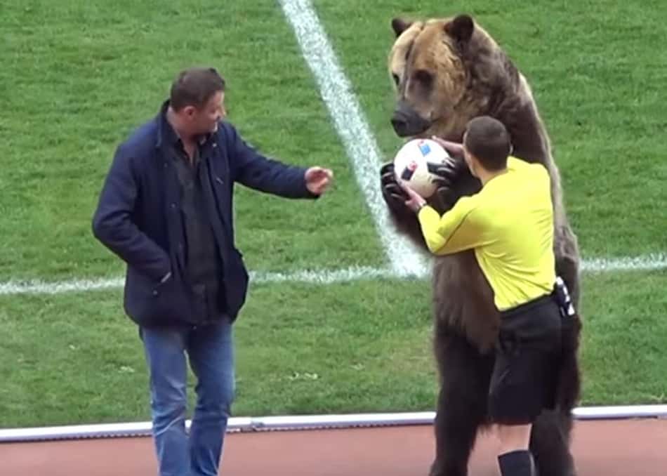 Urso em jogo da Terceira Divisão da Rússia