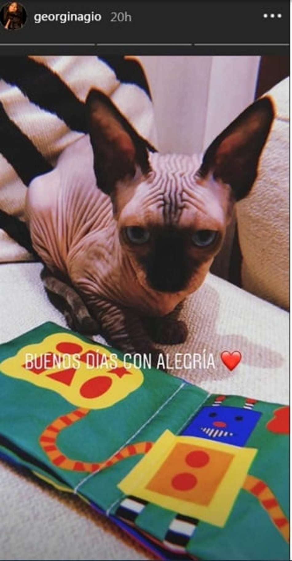 Gato CR7