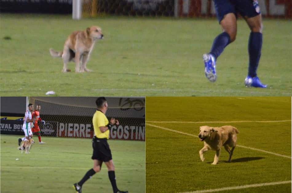 Cachorro fazendo suas necessidades em campo na Colômbia