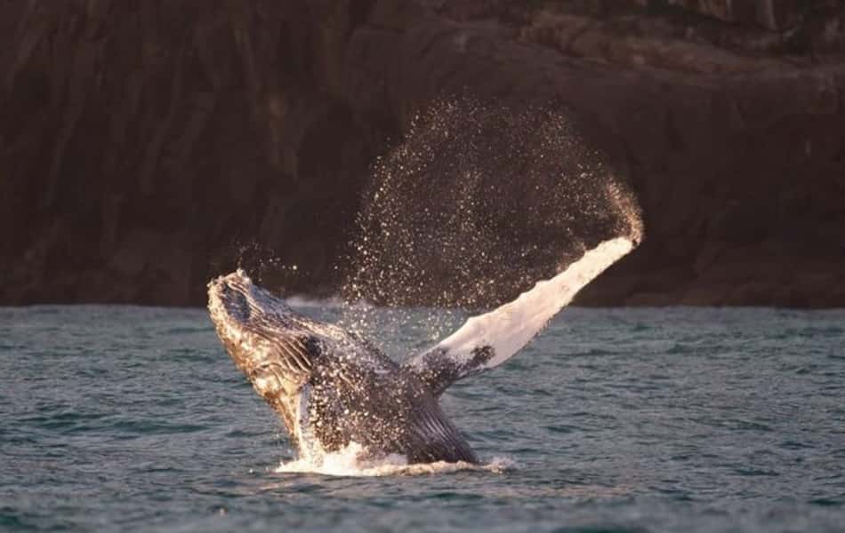 Quatro animais foram flagrados entre domingo (31) e segunda-feira (1º) em Ilhabela (SP). O projeto Baleia à Vista já avistou nove em 2020.