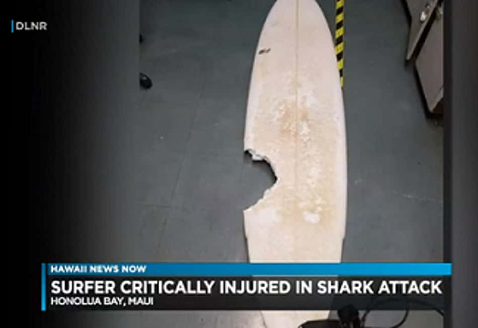 Surfista amador atacado por tubarão morre no Havaí, e etapa de abertura do Mundial feminino muda de local