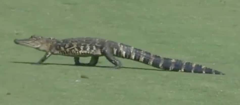 Torneio de golfe é paralisado por 'invasão' de jacaré