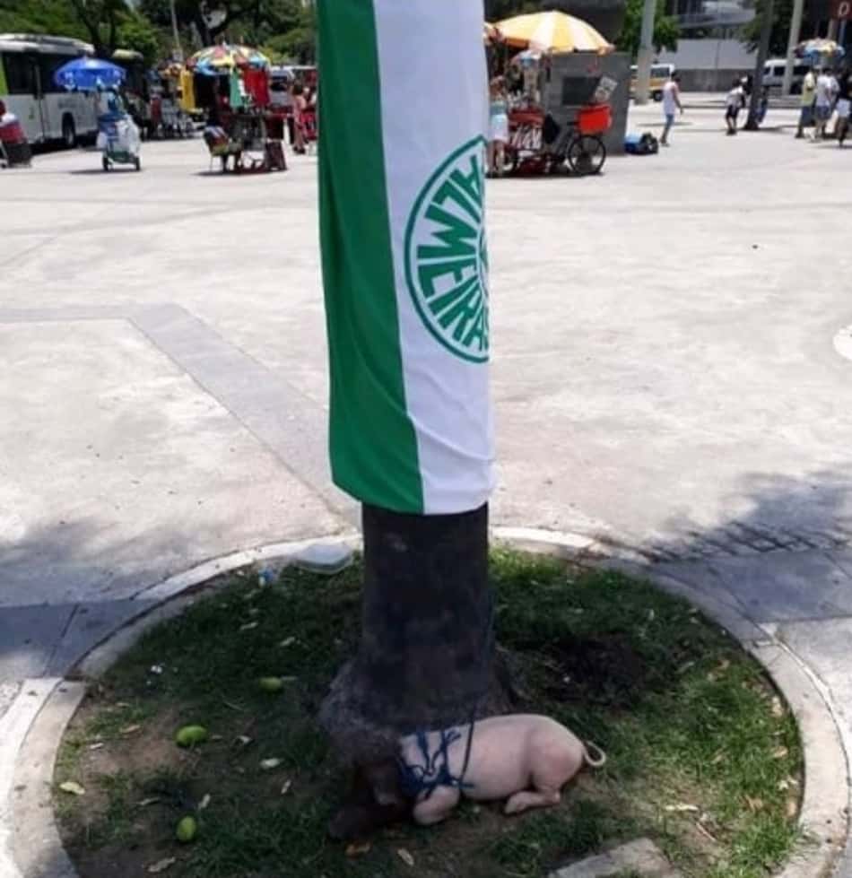 Porco é amarrado na entrada do Maracanã para ser assado na final da Libertadores; ativistas resgataram o animal