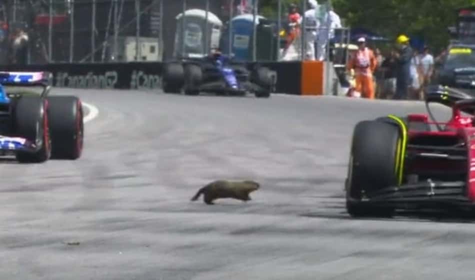 Animal invade a pista e assusta pilotos em treino da Fórmula 1