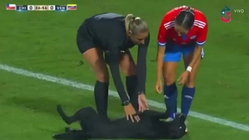 Cachorro invade campo, dribla seguranças e recebe carinho de jogadoras