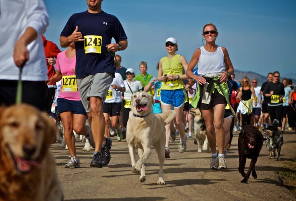 Cães são super aliados na rotina fitness