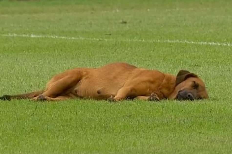 Acredite se quiser! Cachorro tira soneca em campo durante partida; assista