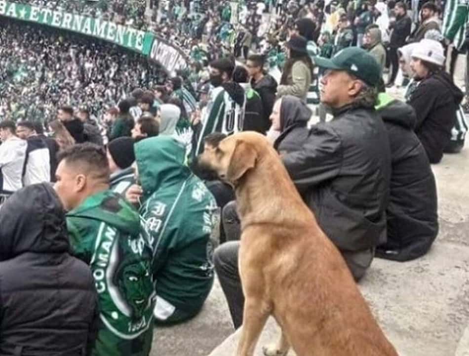 Cachorro viraliza ao assistir jogo do Coritiba e é apelidado de 'Caramelo Auviverde'