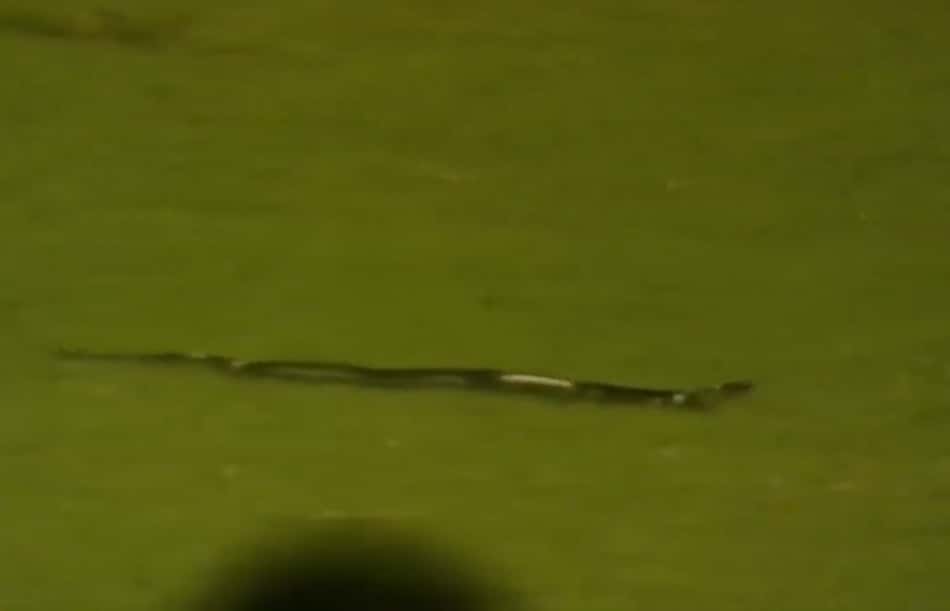 VÍDEO: cobra invade gramado de estádio e paralisa jogo na Ásia