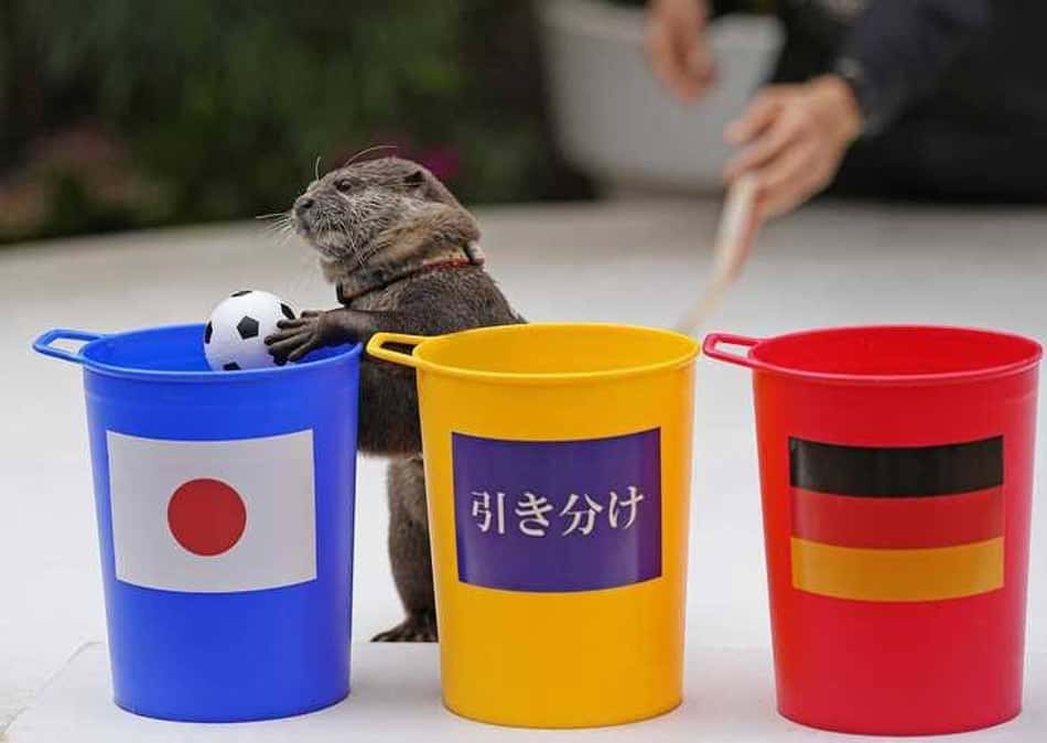 Lontra 'viraliza' após acertar resultado da partida entre Japão e Alemanha na Copa do Mundo