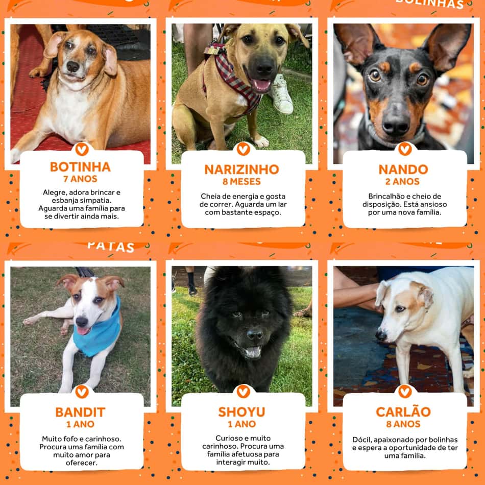 cachorros rio open