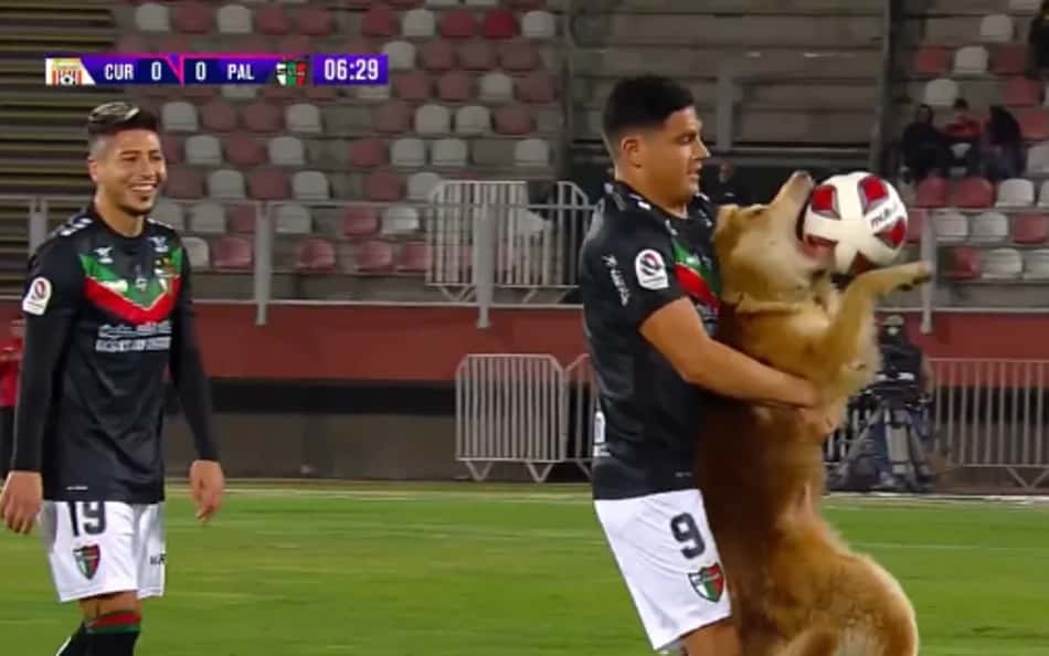 Cachorro paralisa jogo no Chile após invadir o campo e morder a bola; assista