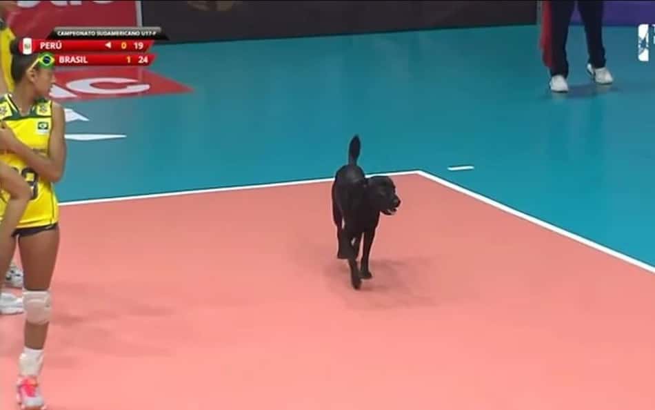 Cachorro invade a quadra e rouba a cena em jogo de vôlei do Brasil sub-17, veja foto