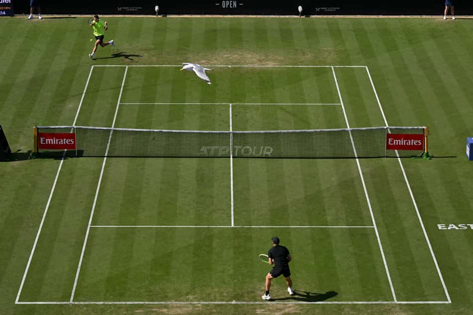 Uma gaivota sobrevoa a partida entre Jakub Mensik e Alejandro Davidovich no ATP de Eastbourne (foto: Glyn KIRK / AFP)