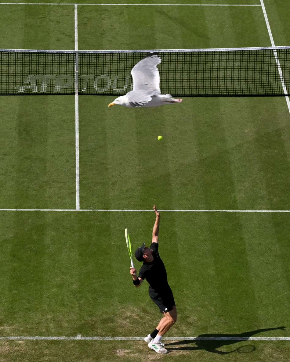 Uma gaivota sobrevoa a partida entre Jakub Mensik e Alejandro Davidovich no ATP de Eastbourne (foto: Glyn KIRK / AFP)