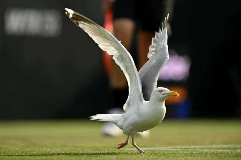Uma gaivota caminha na quadra de grama no ATP de Eastbourne (foto: Glyn KIRK / AFP)