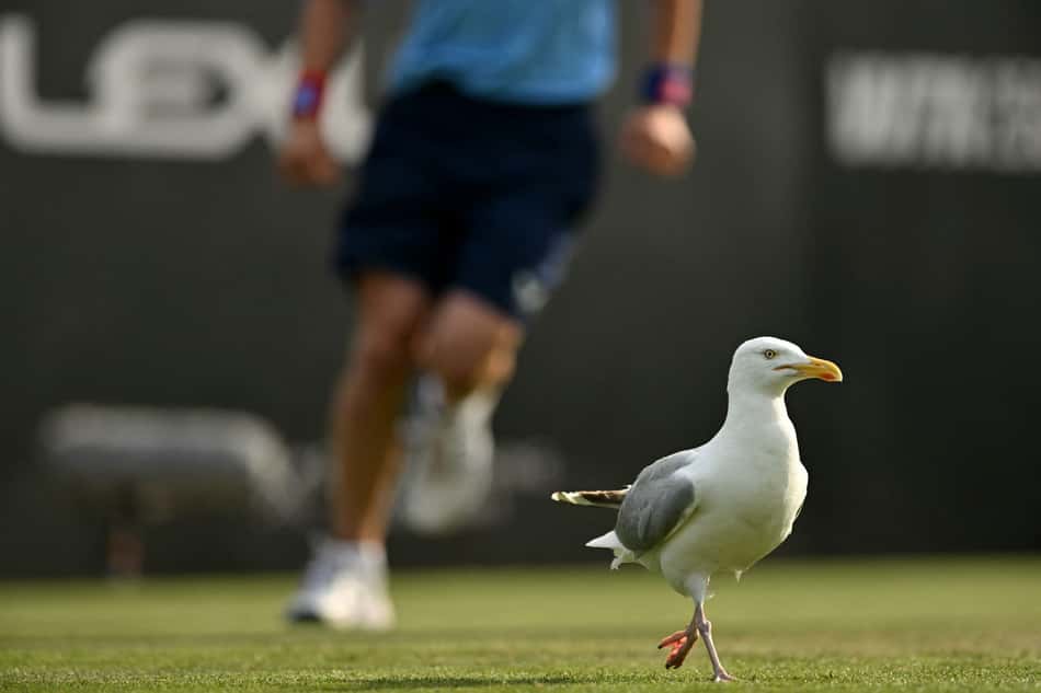 Gaivotas roubam a cena em partida do ATP de Eastbourne