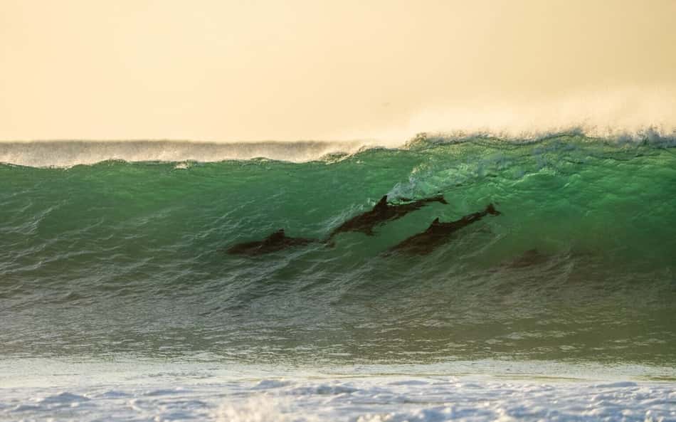 Tubarão interrompe disputa da repescagem na WSL em J-Bay