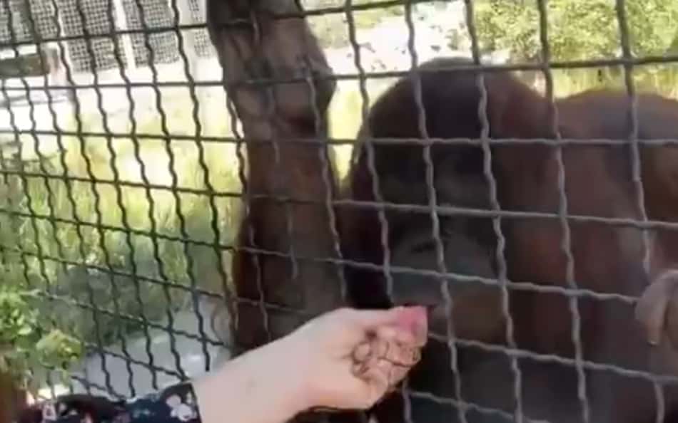 Lutadora de MMA dá cigarro eletrônico a orangotango e causa indignação