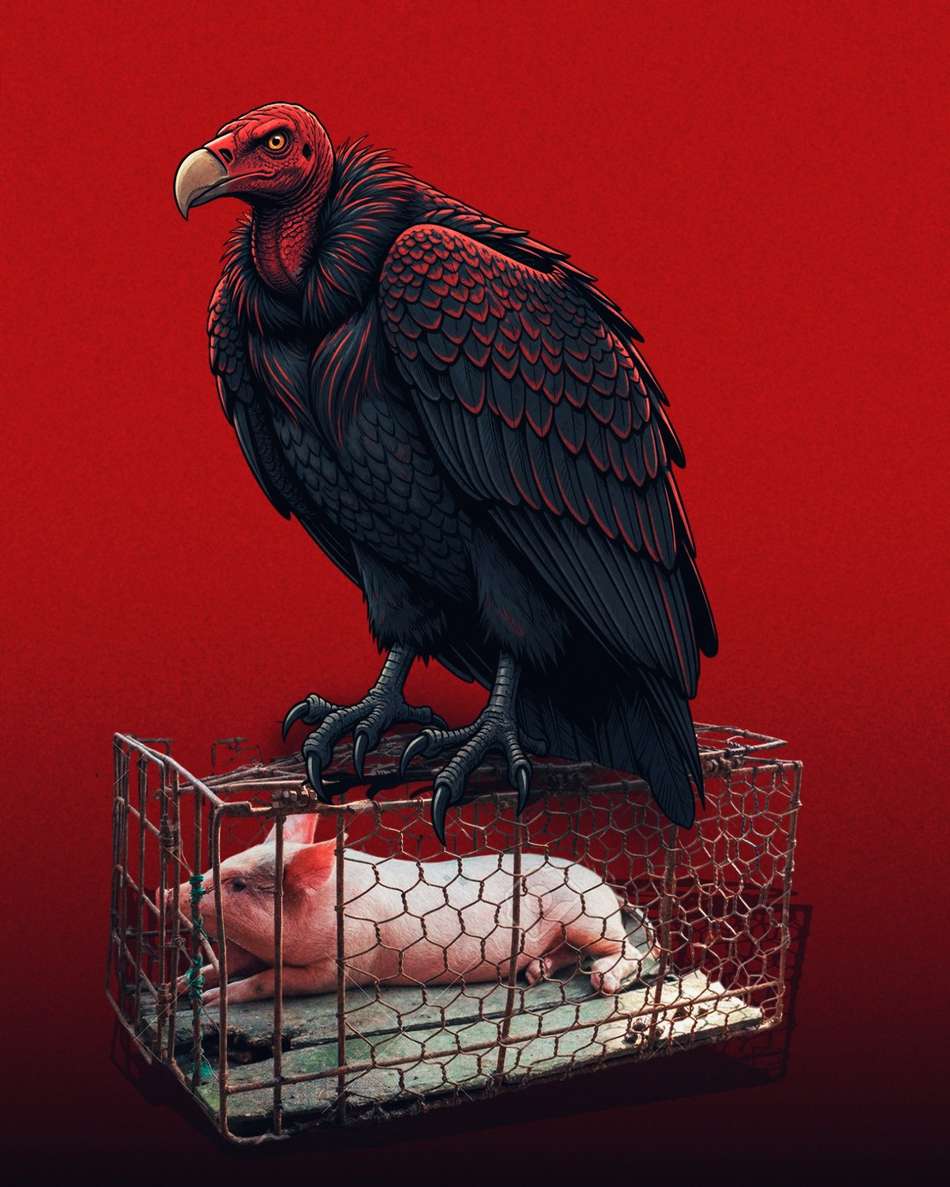 Memes Flamengo é campeão da Libertadores sobre o Palmeiras (1)