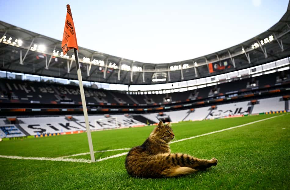 Um gato aparece próximo à bandeirinha de escanteio no Estádio Tüpraş, em Istambul, na véspera da final da Europa League (Foto: Yasin Akgul/AFP)