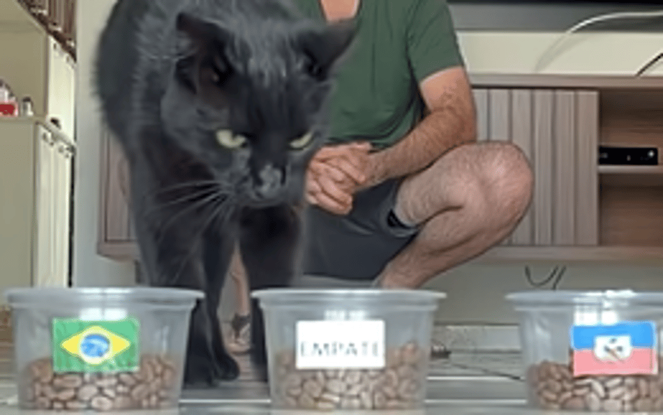 Gato 'vidente' apontou vencedor de Brasil x Haiti (Foto: Reprodução)