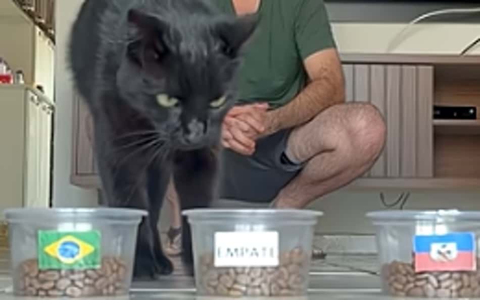 Gato 'vidente' apontou vencedor de Brasil x Haiti em video nas redes sociais