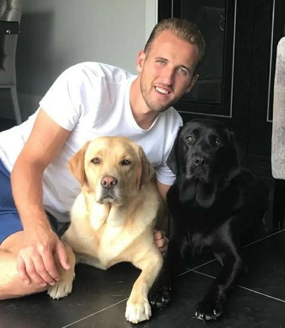 Harry Kane com seus cachorros: Russel Wilson e Tom Brady 