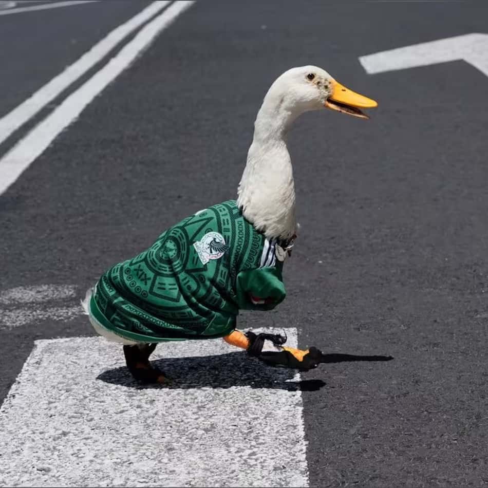 Pato Merlin, símbolo da torcida do México na Copa do Mundo, atravessando a faixa de pedestres com a camisa da seleção
