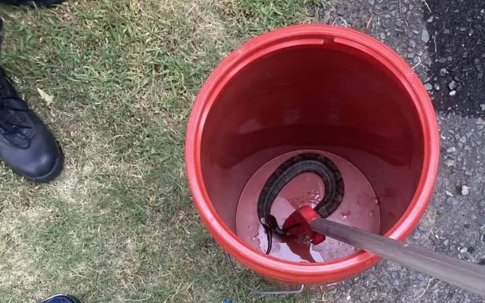 Uma mocassim-d'água — uma espécie venenosa de víbora — foi removida de um capacete de futebol americano pelo serviço de controle de animais depois que um jogador o usou com a cobra dentro por aproximadamente uma hora. Foto cedida pelo Serviço de Controle de Animais de Maumelle e pelo Dr. Cole Bierbaum.