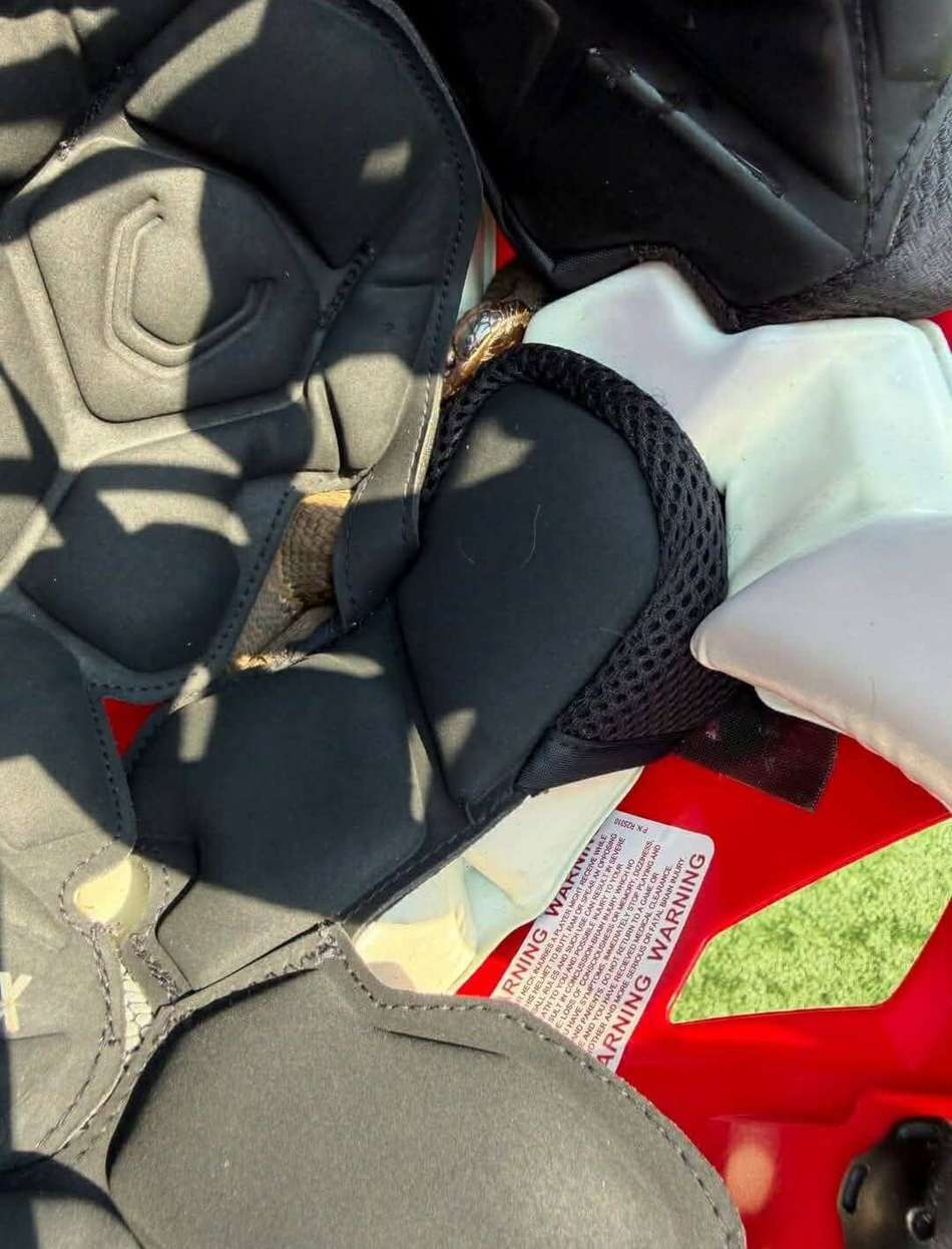 Uma cobra-d'água se escondeu atrás do acolchoamento de um capacete de futebol americano para digerir sua refeição. Foto cedida pelo Maumelle Animal Services e pelo Dr. Cole Bierbaum. 