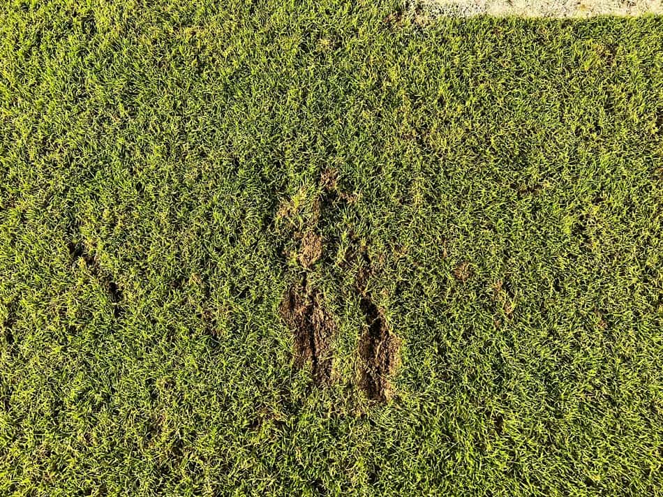 Foto do gramado da Vila Belmiro logo após Santos x Palmeiras 