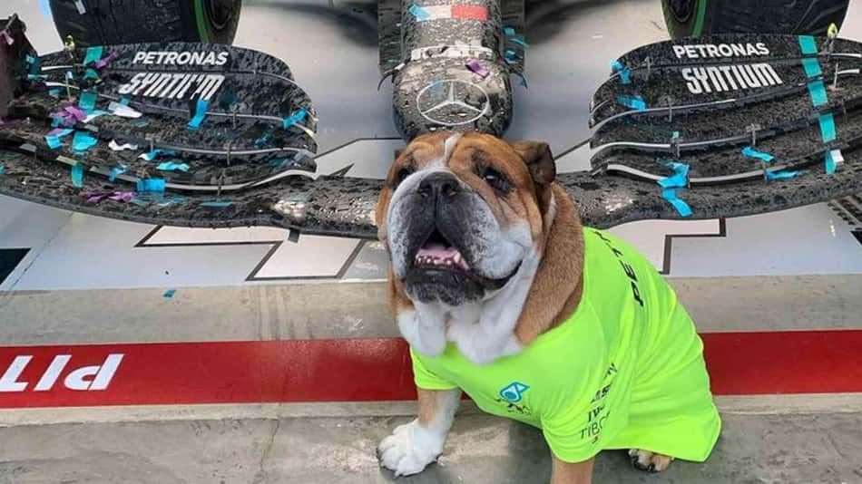 Roscoe: o mascote e melhor amigo do heptacampeão Hamilton