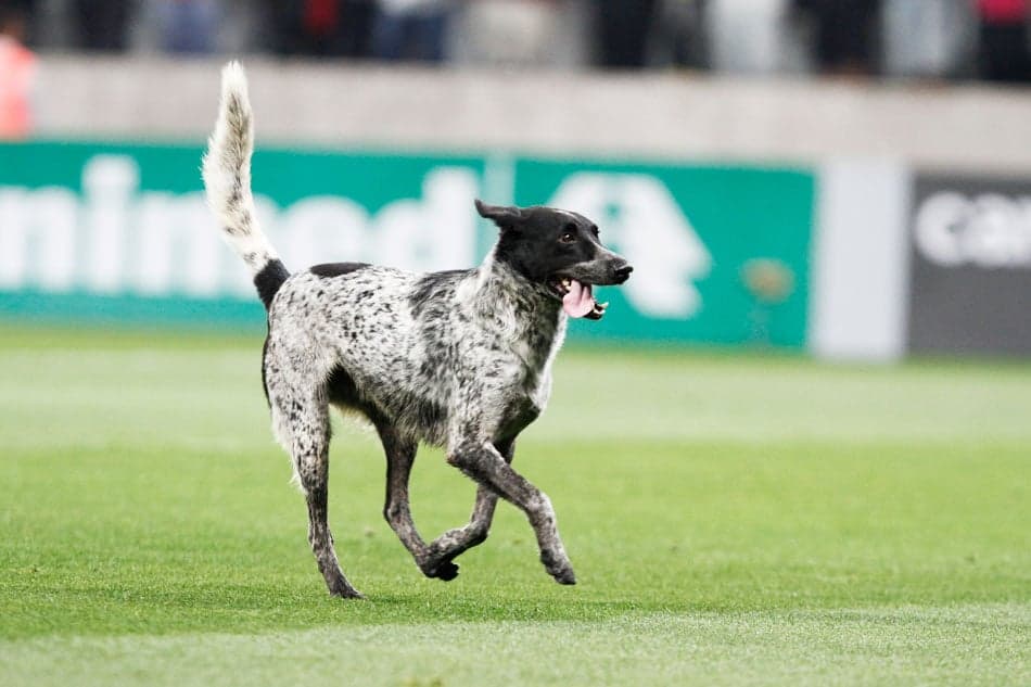 Corinthians x Coritiba (Foto: Reginaldo Castro/ LANCE!Press)