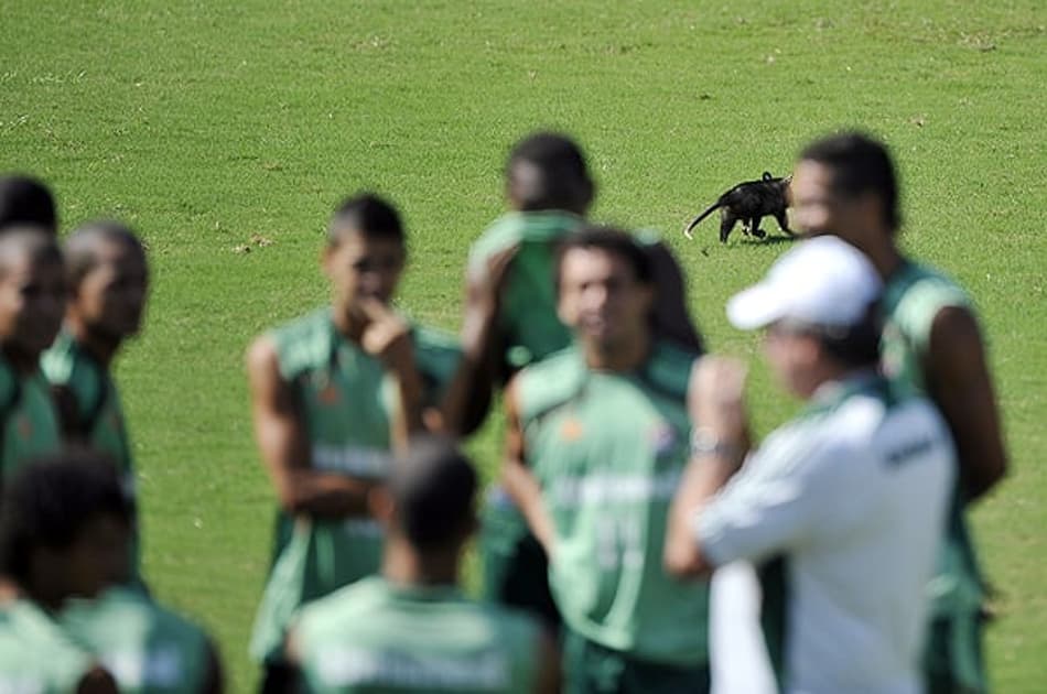 Gambá invade campo das Laranjeiras no treino do Flu