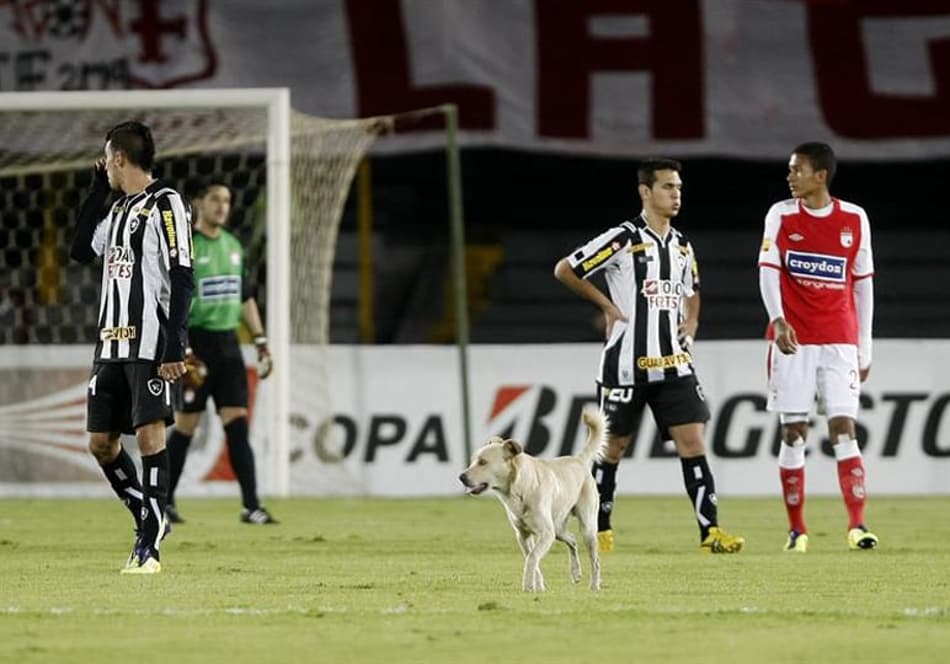 Santa Fe x Botafogo - Cachorro (Foto: Leonardo Muñoz/EFE)