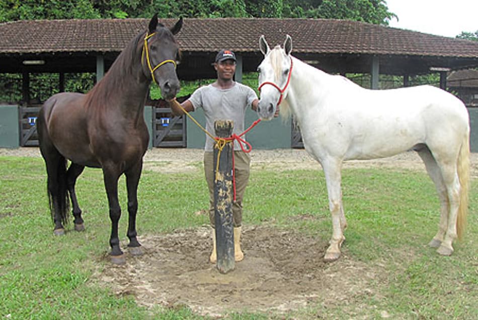 Responsavel por cuidar dos cavalos do Emerson, do Fluminense - foto: Bruno Braz