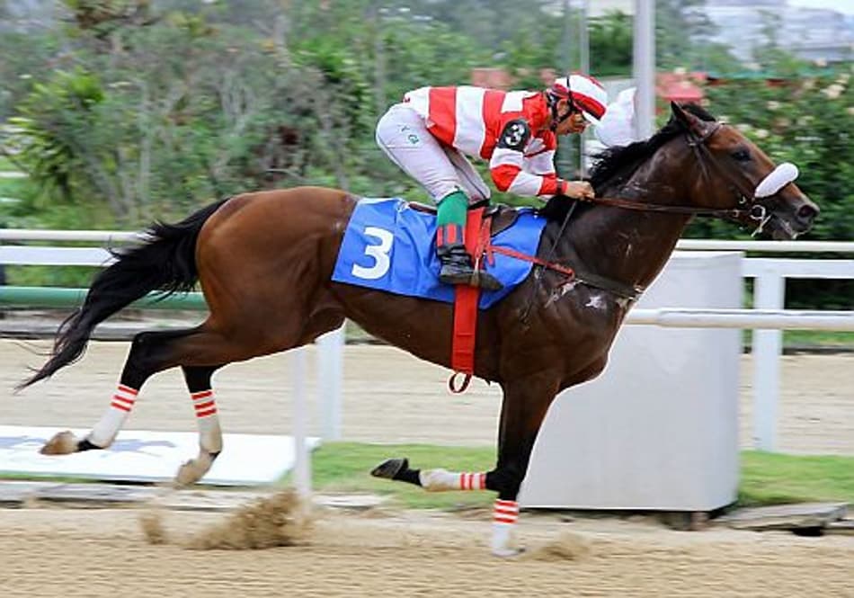 Semana de turfe na Gávea com 42 páreos e 369 inscrições