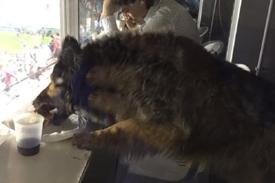 Cachorro invade cabine de imprensa e come lanche dos jornalistas na Argentina
