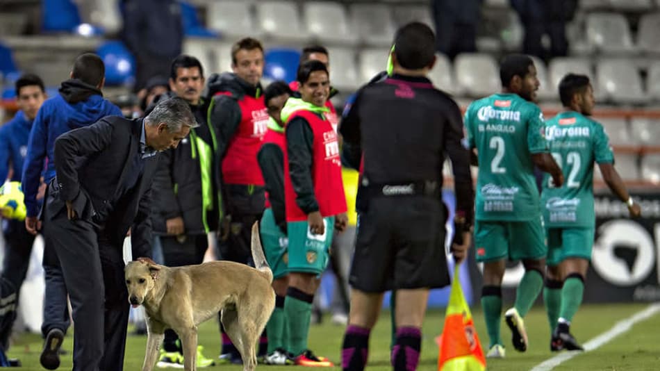 Invasão de gato e cachorro em campo gera polêmica em jogo da Liga MX