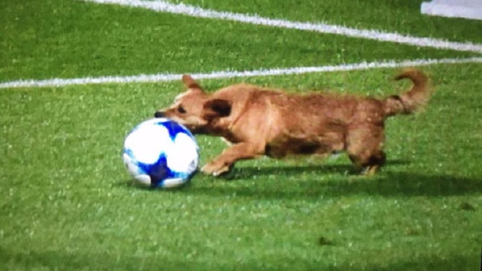 Cachorro que invadiu gramado do duelo San Lorenzo x Arsenal Sarandí