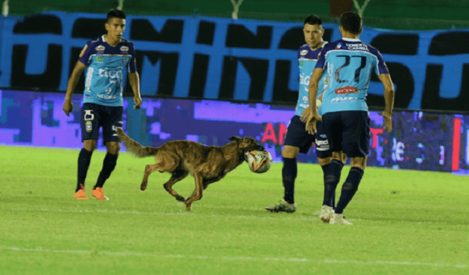 Cachorro invade o gramado e "rouba a cena" na Bolívia