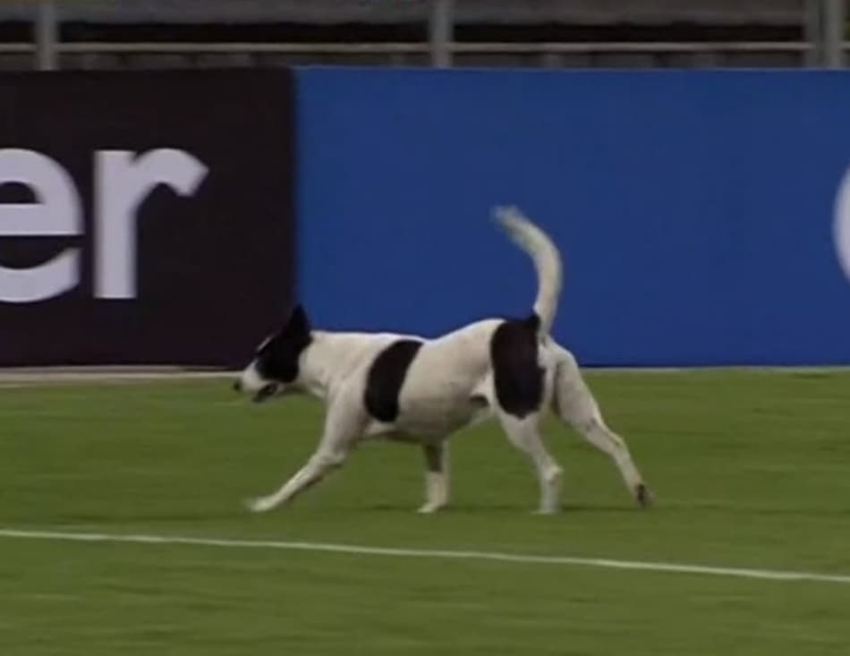 Cachorro invade gramado em jogo da Libertadores